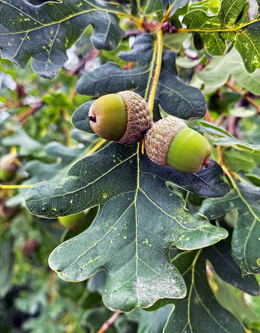 es wird Herbst...