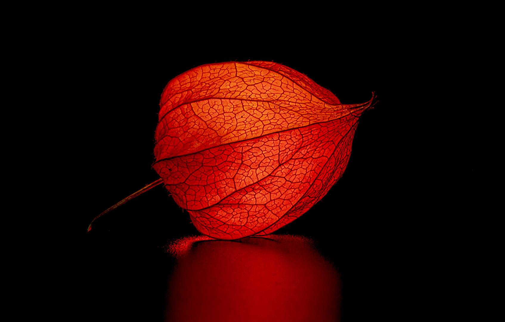 Lampionblume oder Physalis