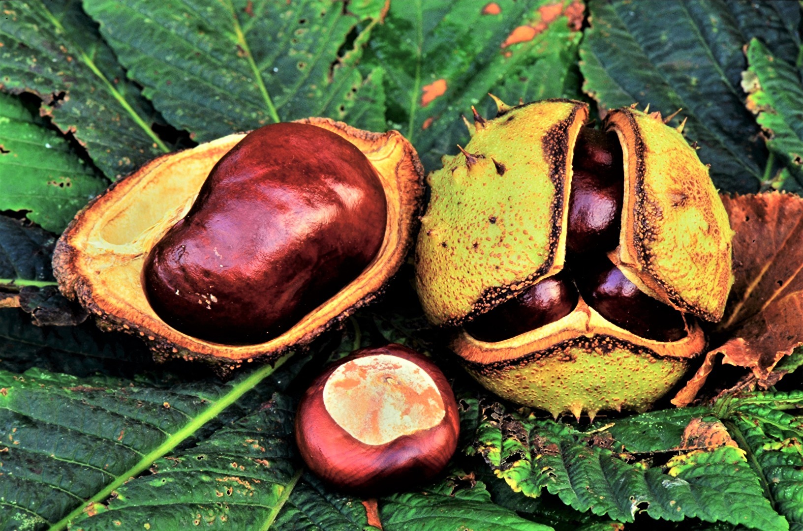 " Herbst - Früchte "