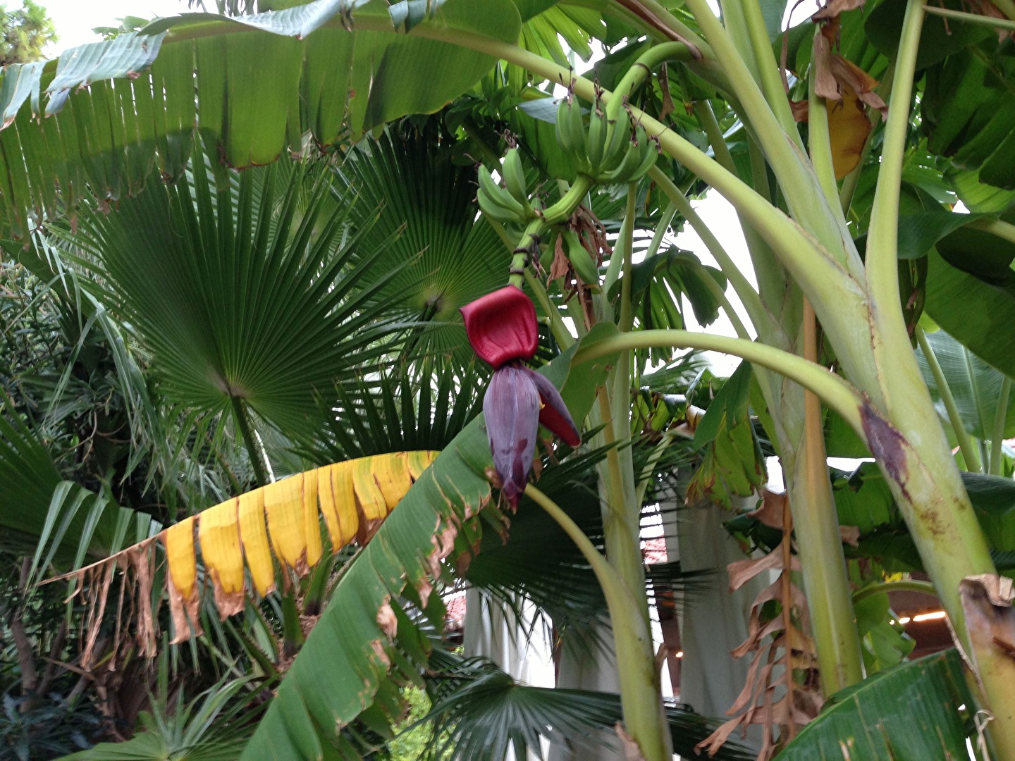 Bananenstaude am Strassenrand