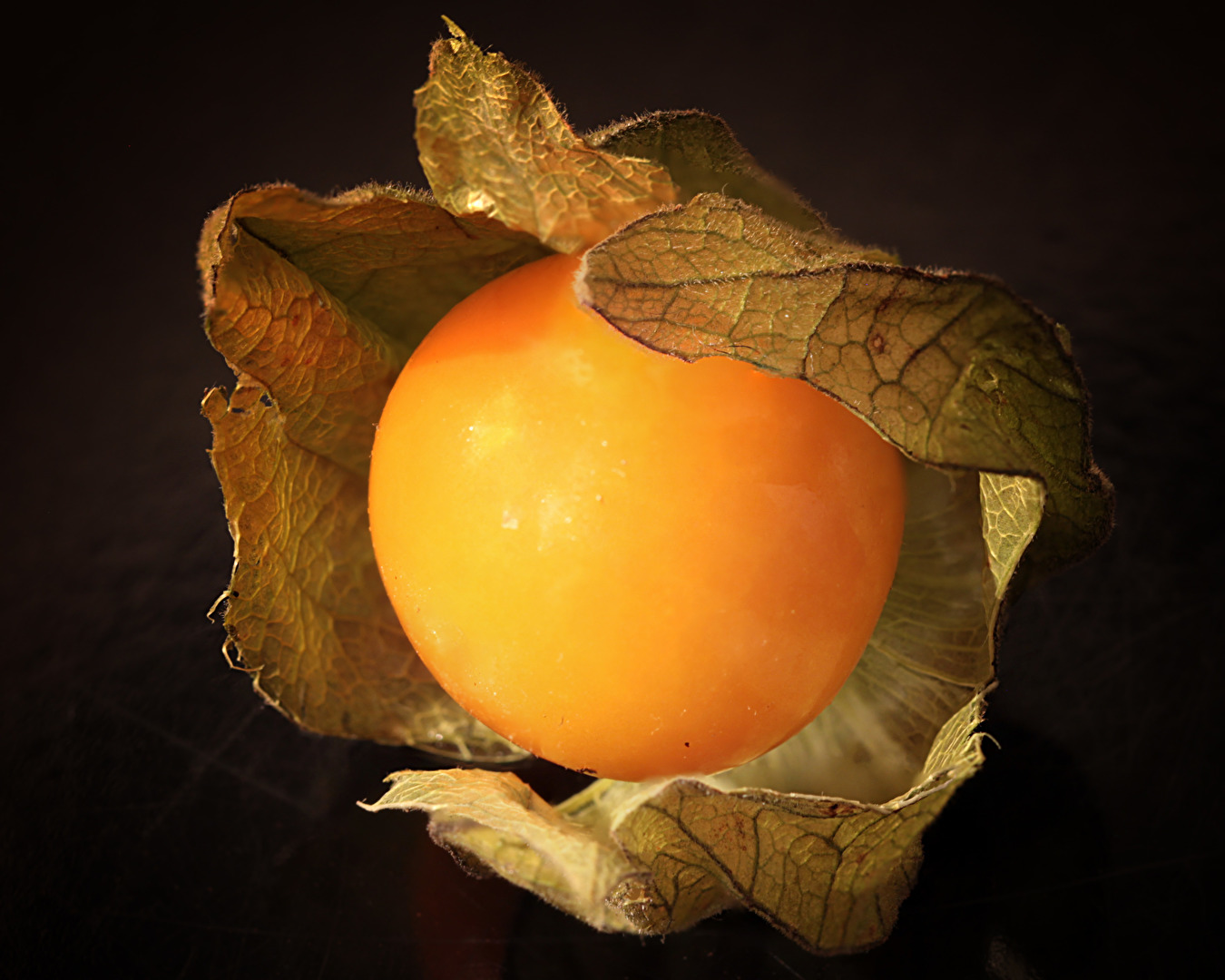 Physalis