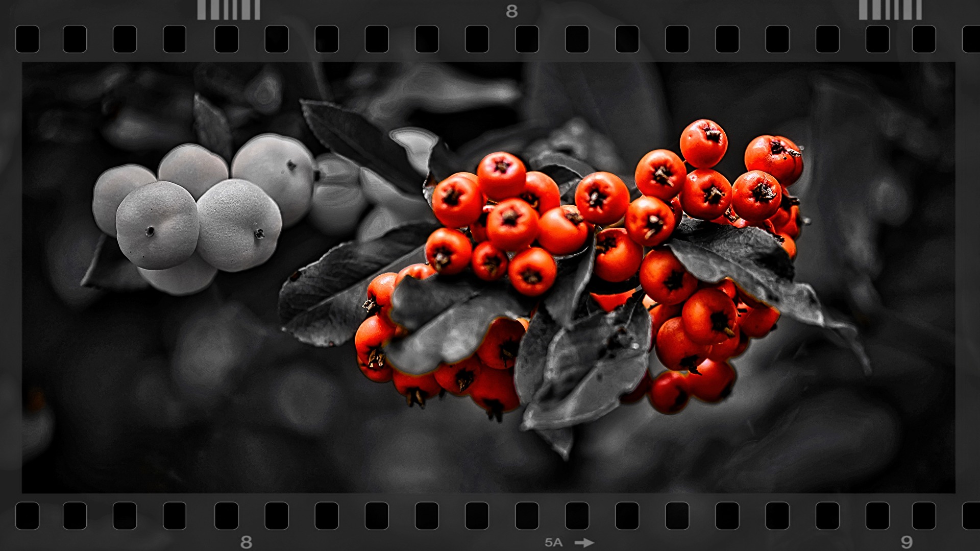 Vogelbeere als color key.