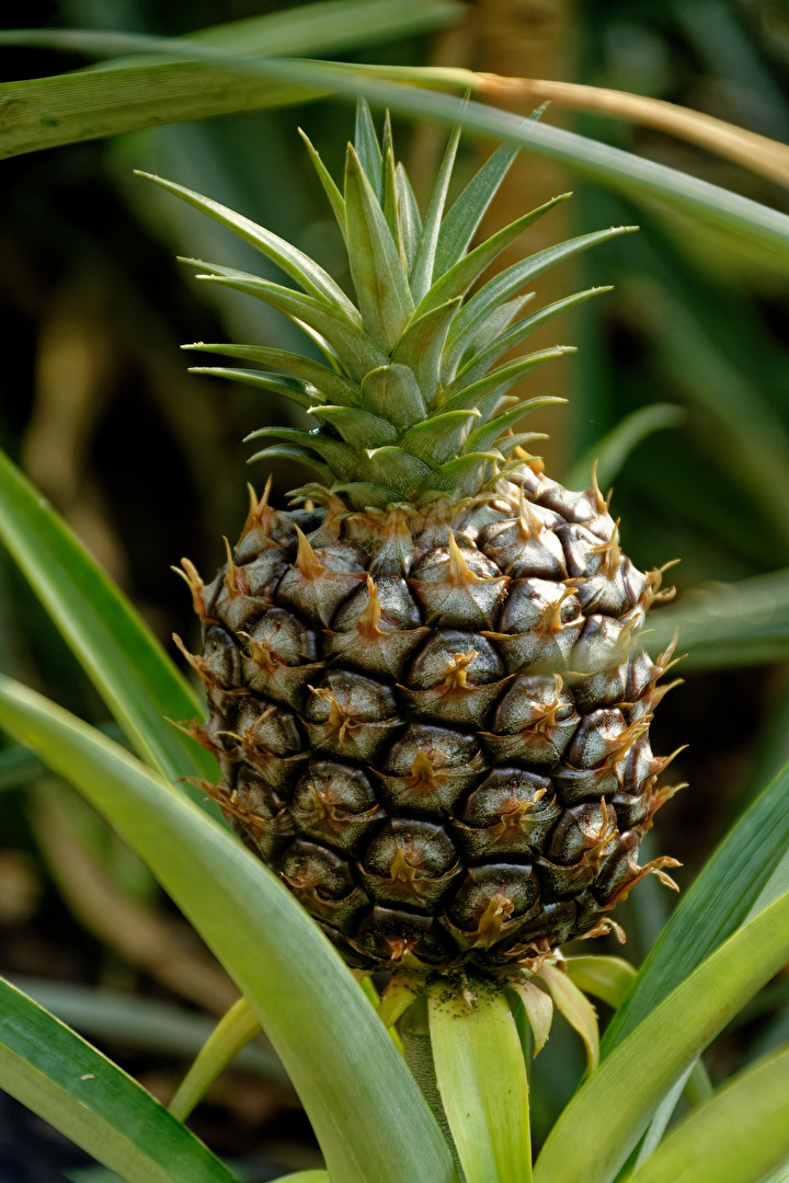 Ananas