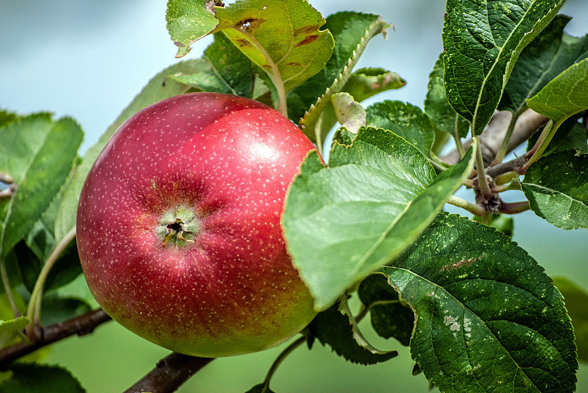 Nur ein Apfel...