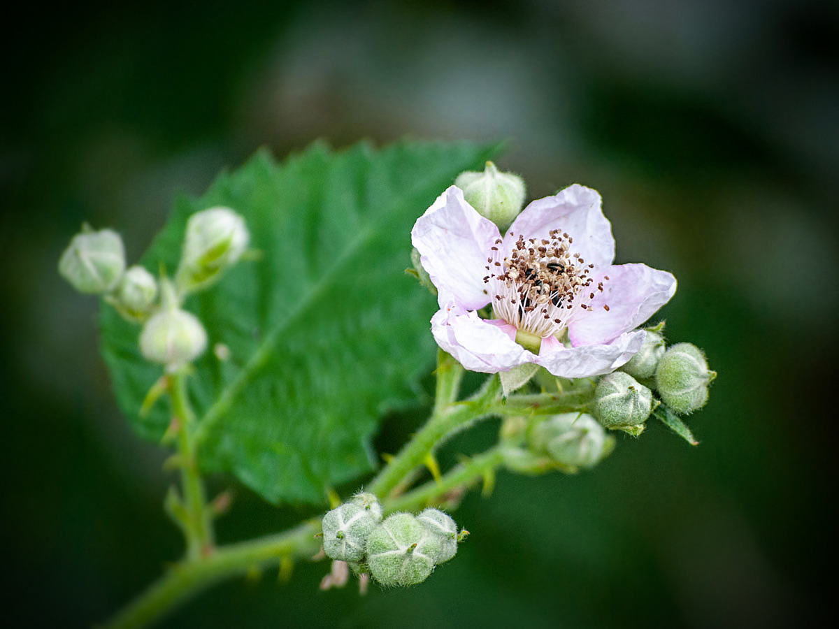 Brombeerblüte...