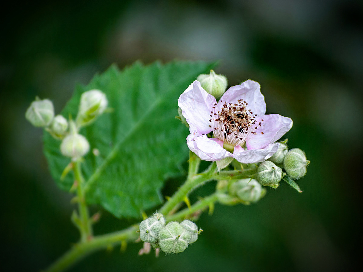 Brombeerblüte... 2. Version