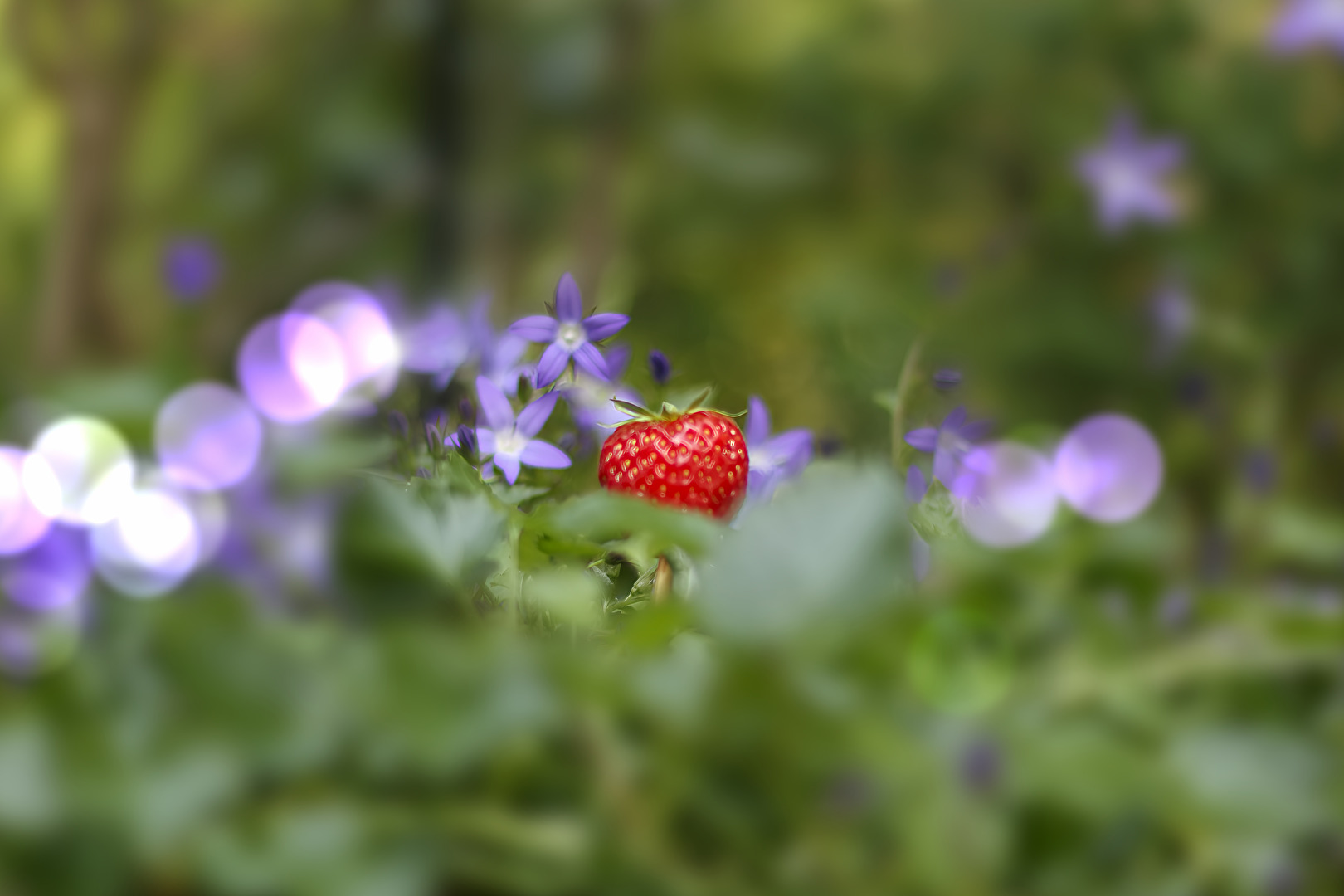 Die Erdbeere im Blumenhimmel
