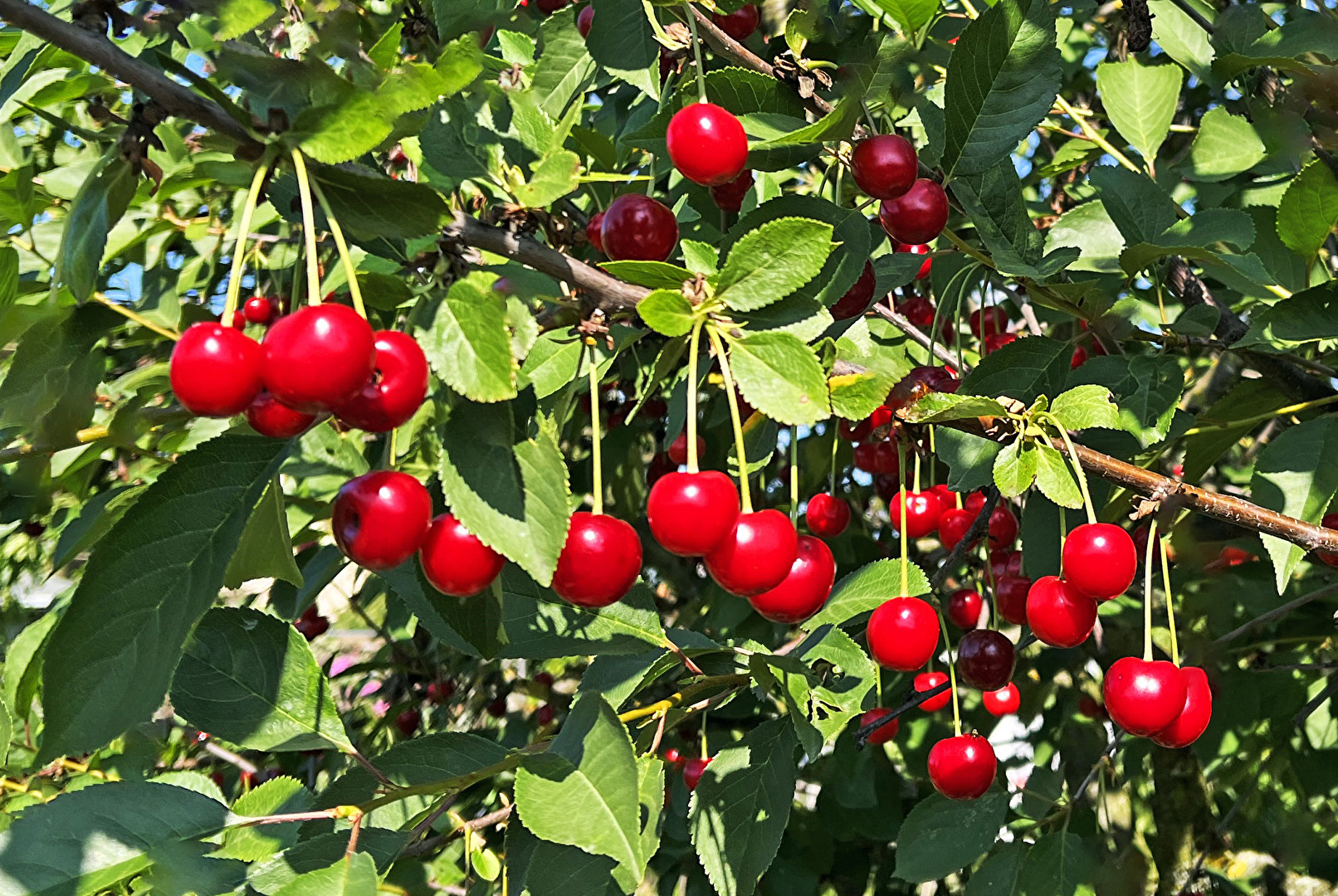 schnell pflücken...