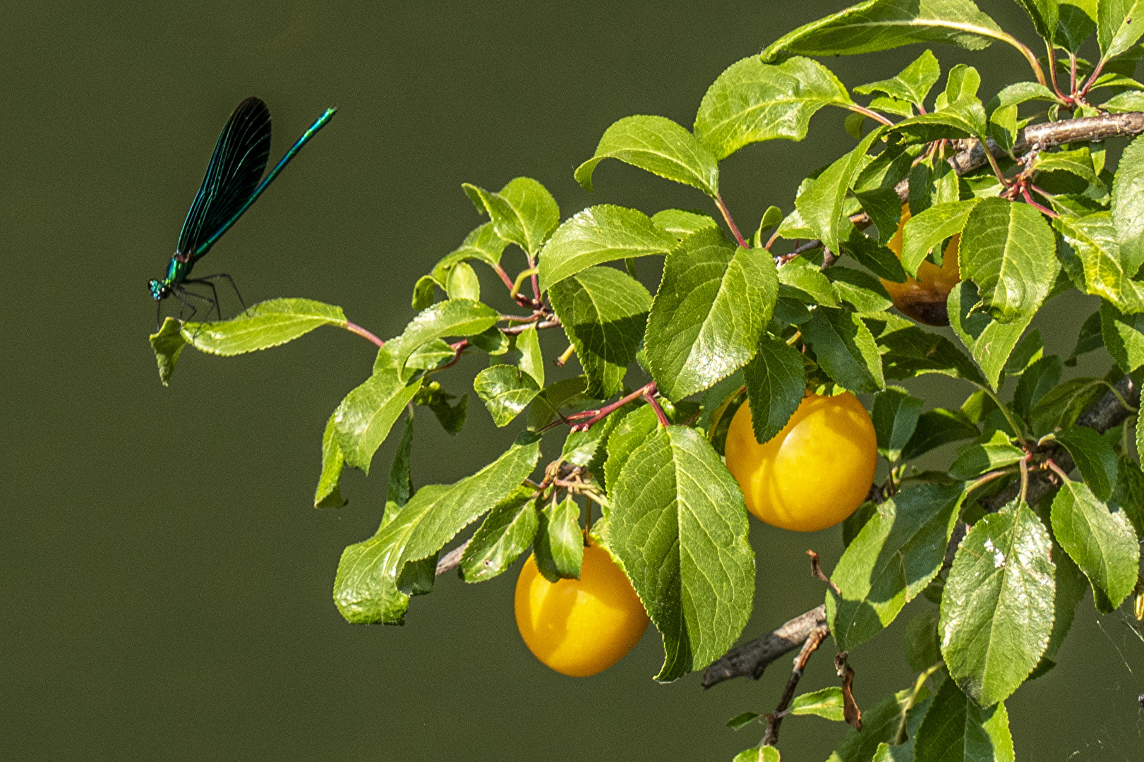 Wilde Früchte