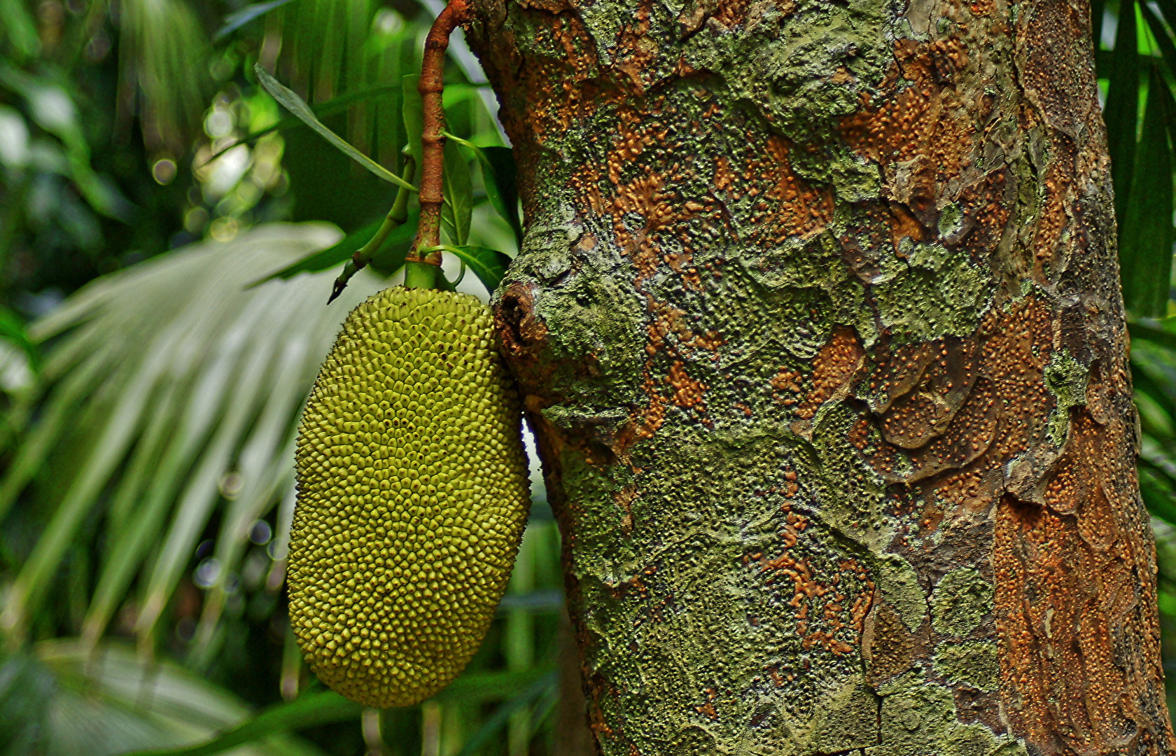 Fruchtporträt - eine etwas größere "Beere"