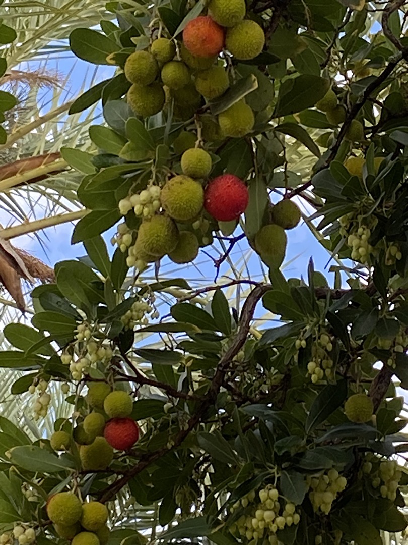 Obstbaum in Andalusien