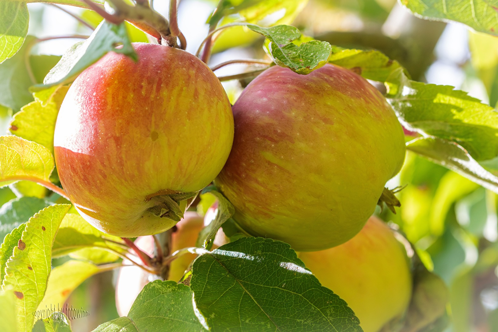 Herbst - Zeit für die Apfelernte