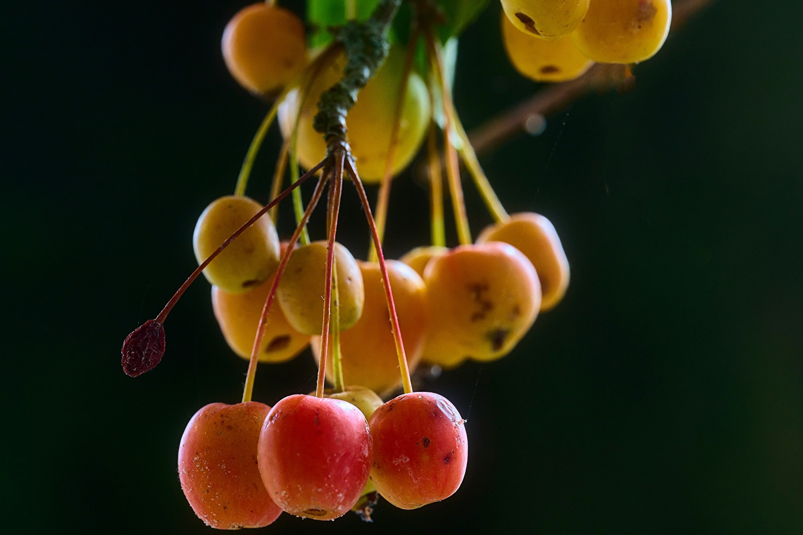 Zieräpfel im Sonnenlicht