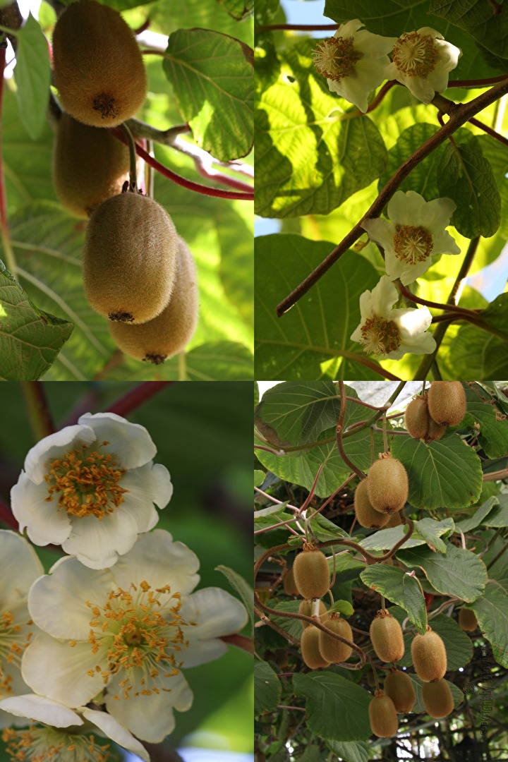 #Herbstfrüchte - Kiwi - Blüten und Früchte