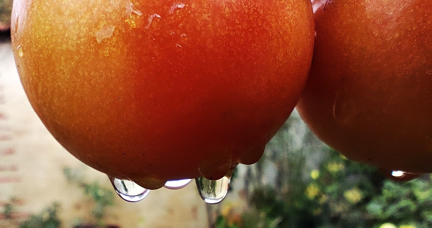 tropfende Tomaten