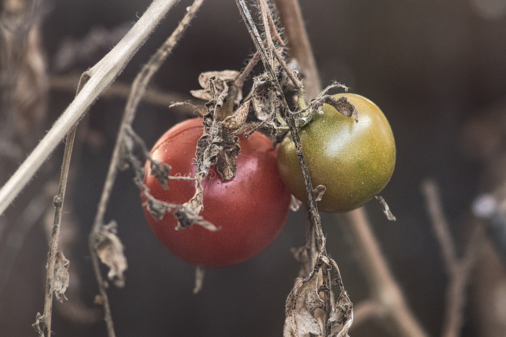 Früchte & Beeren (Obst)