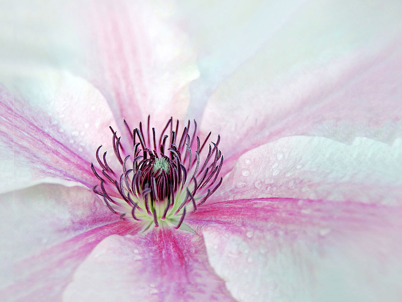 Clematis