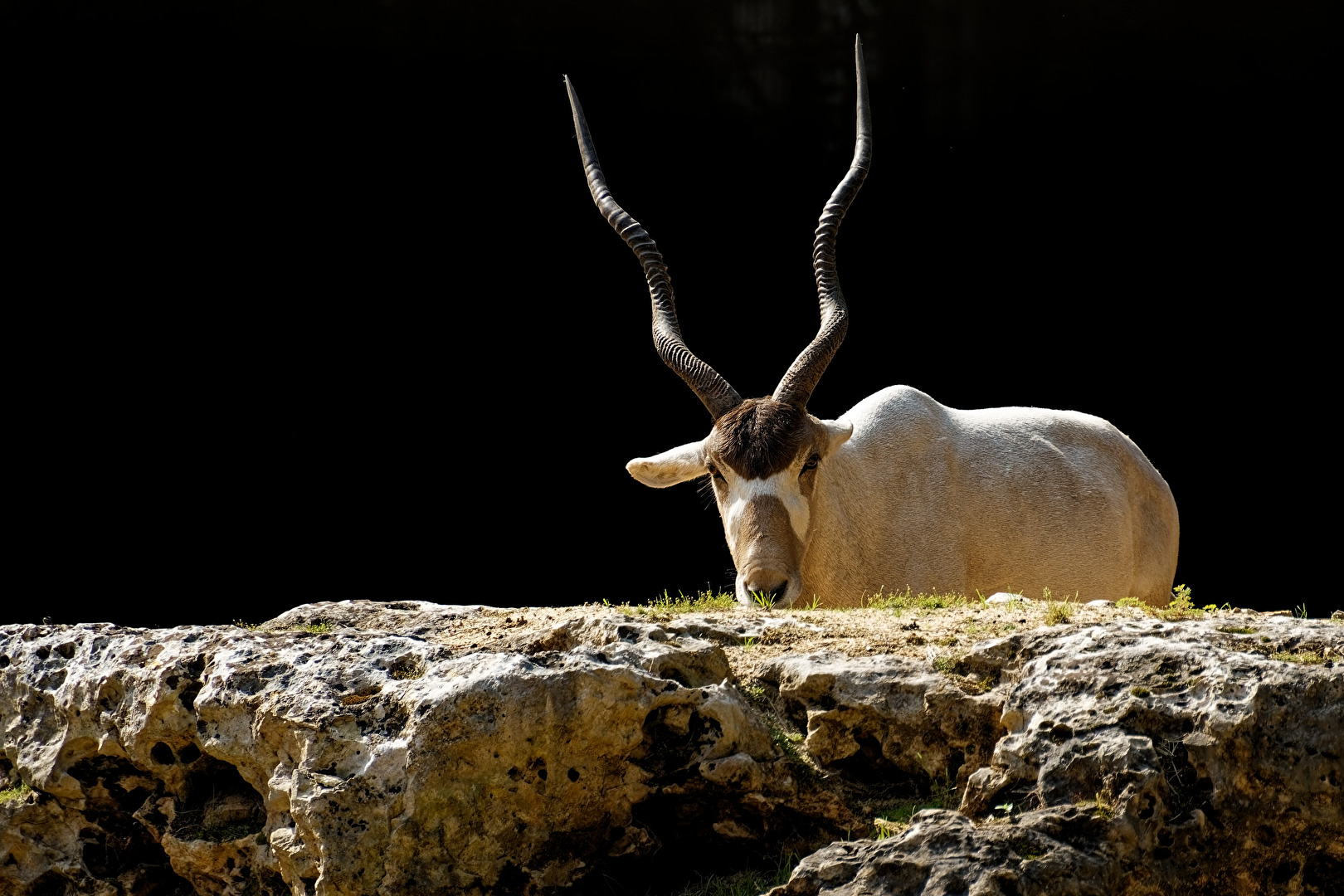 Mendesantilope