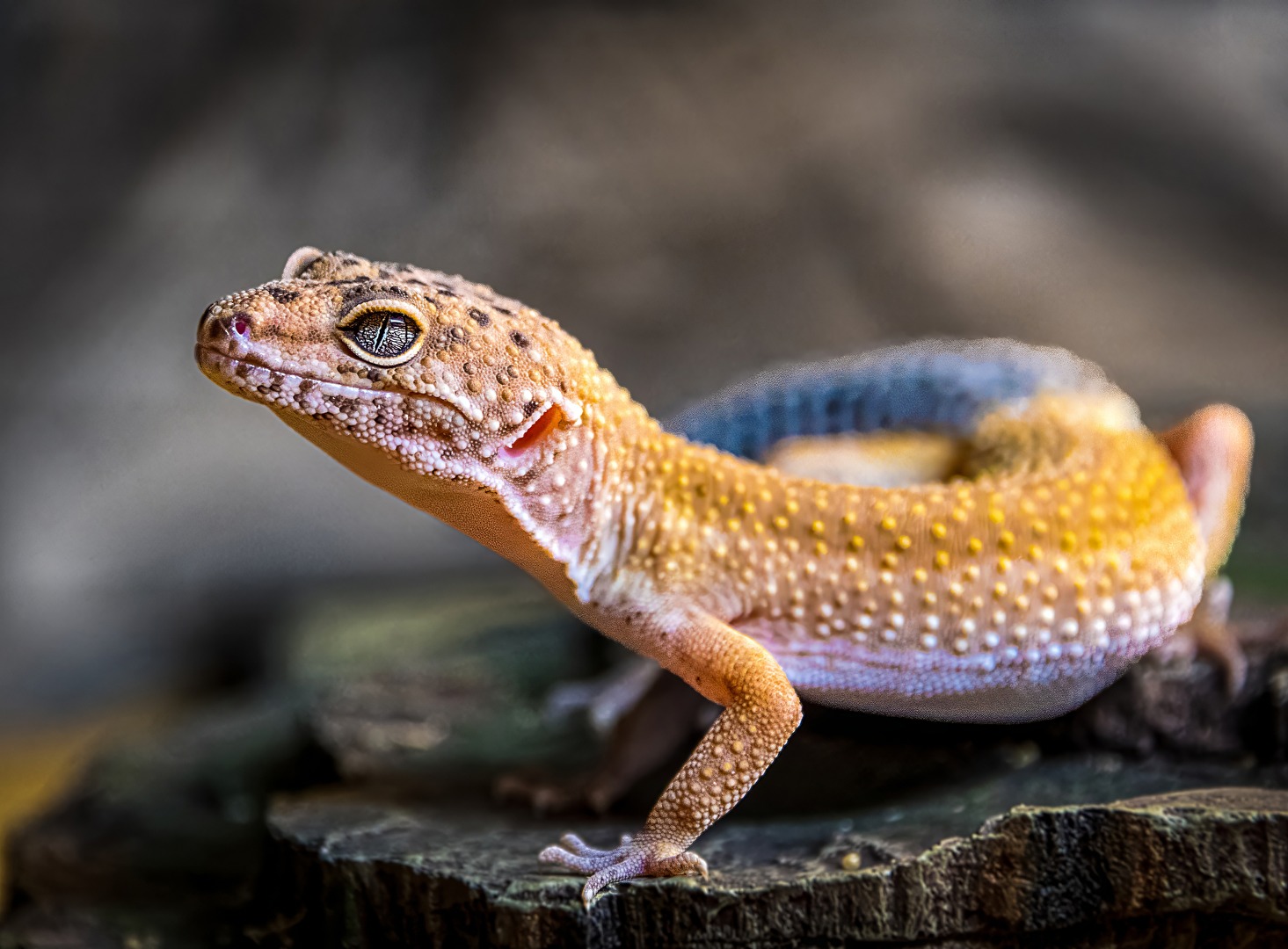 Leopardgecko