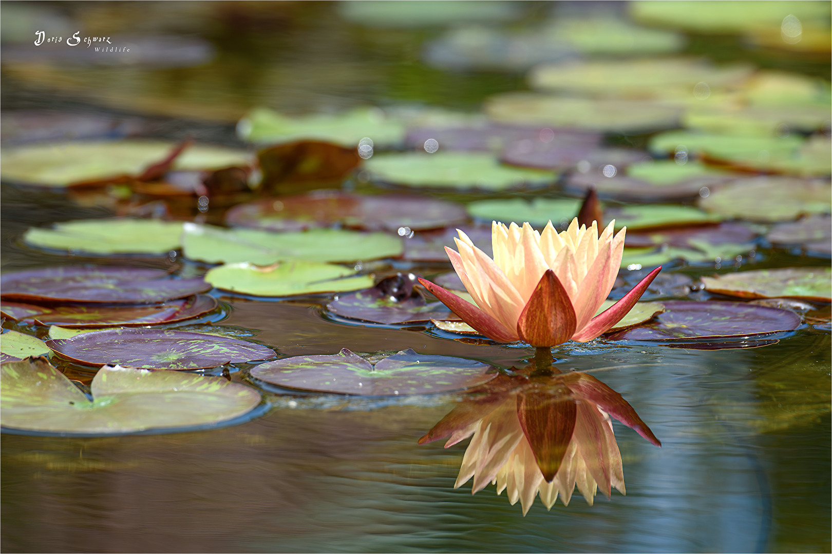 Fotowettbewerb-08-23