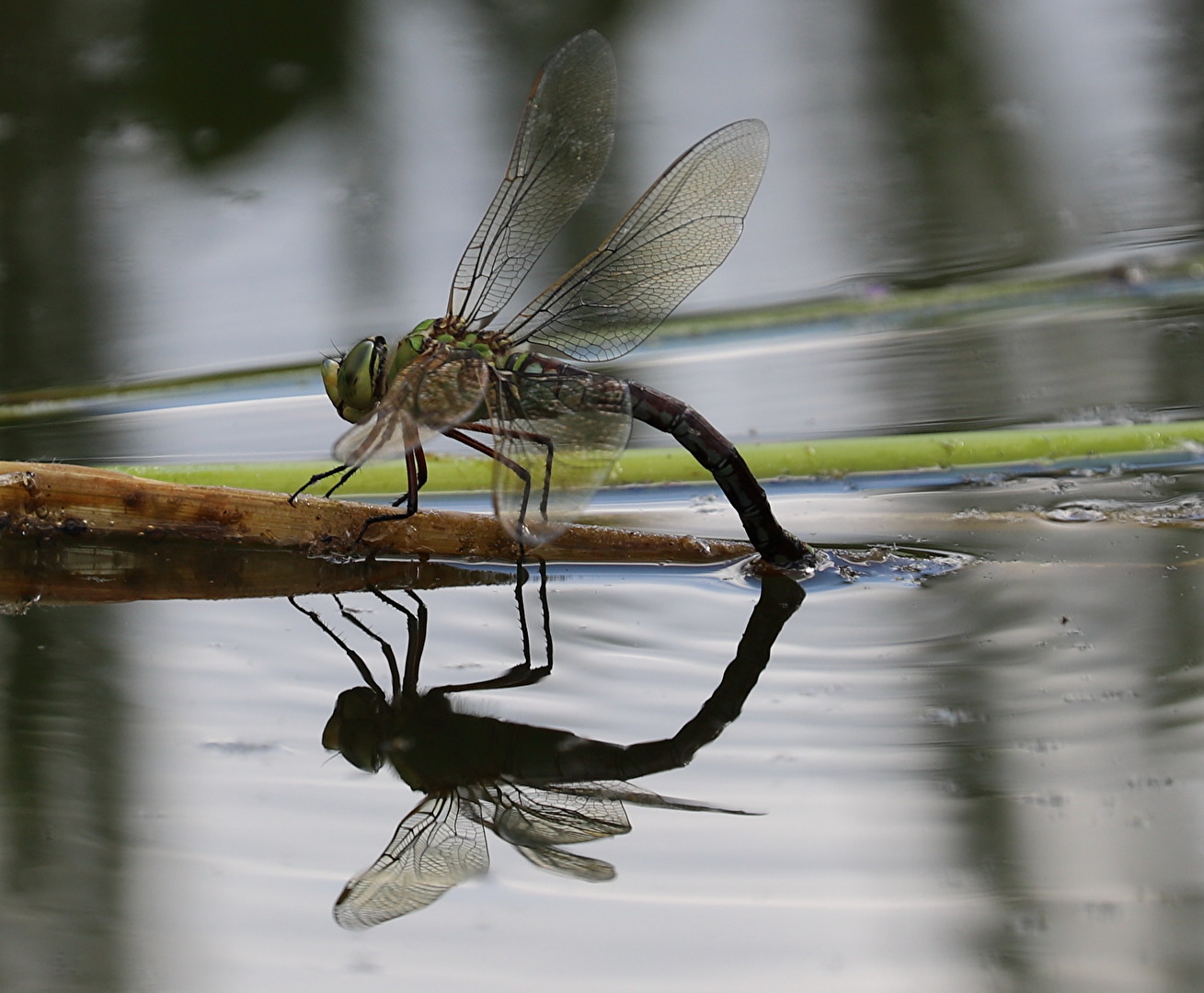 Eiablage einer Libelle