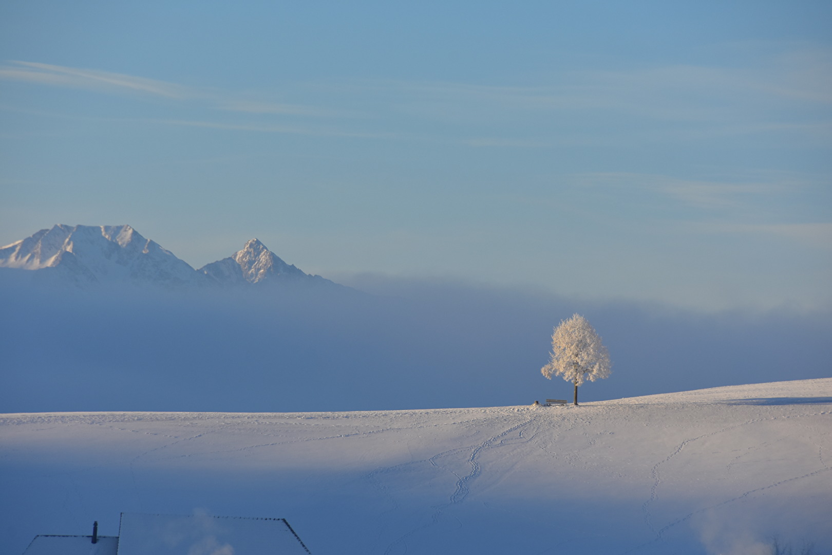 Ein  Wunderbarer Morgen