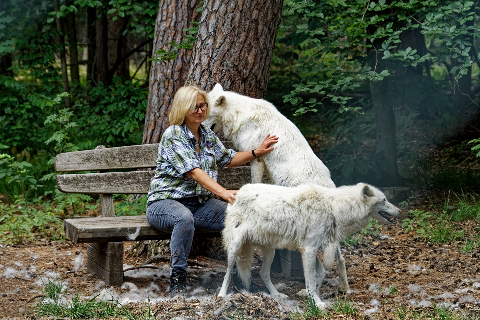 Tierflegerin mit dem Polarwölfen