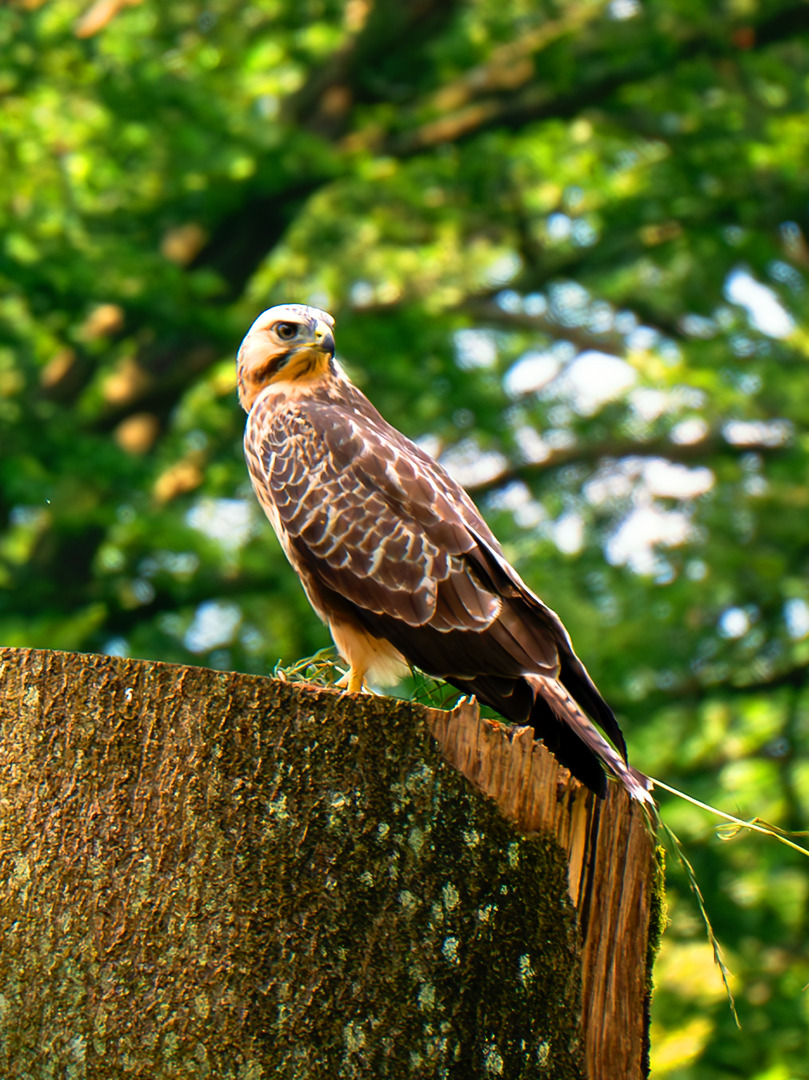 Mäusebussard auf Ansitz - #Wildlife