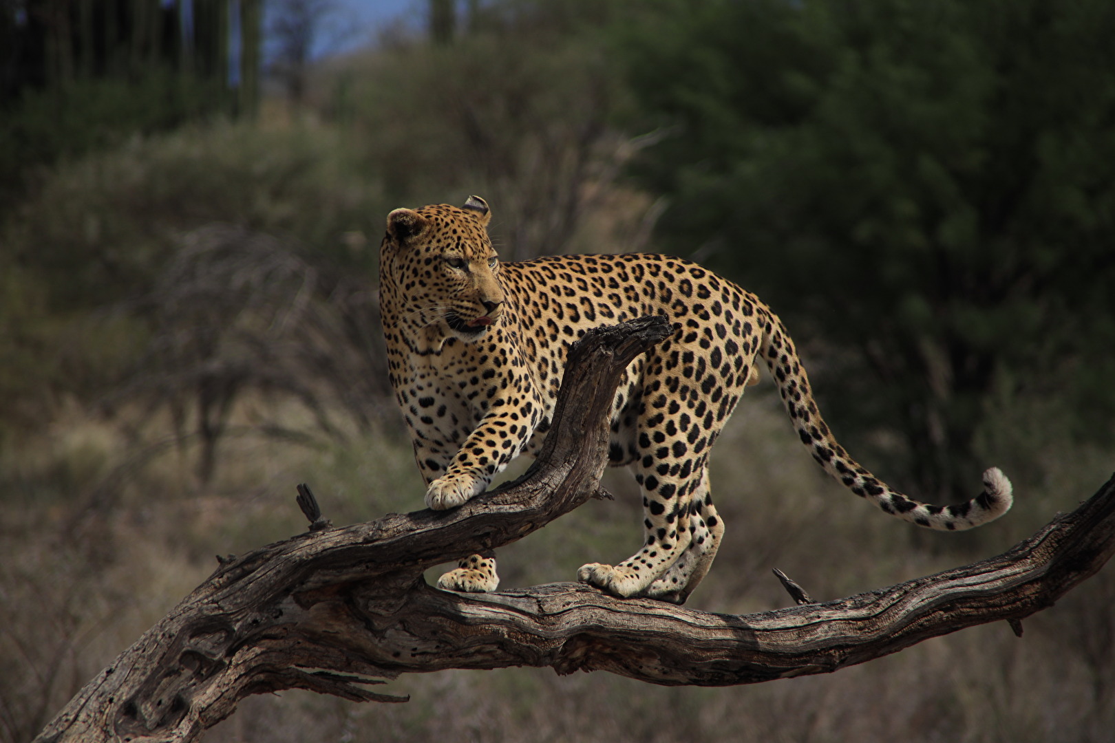 Leopard in Düsternbrook_2024
