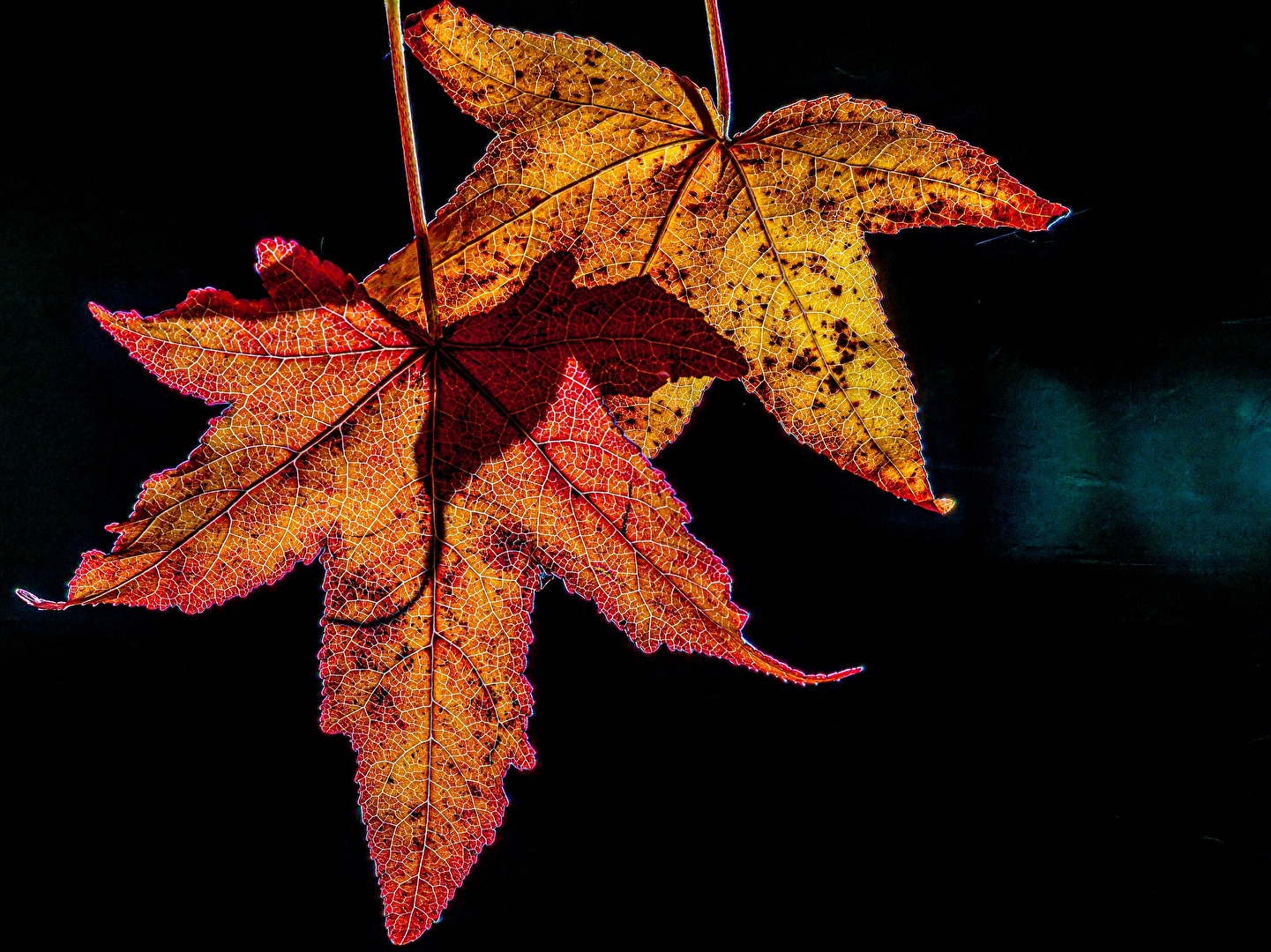 Die Farben und Muster der Natur im Herbst