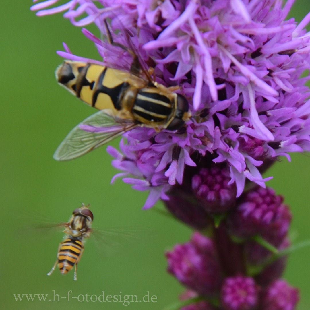 Natur