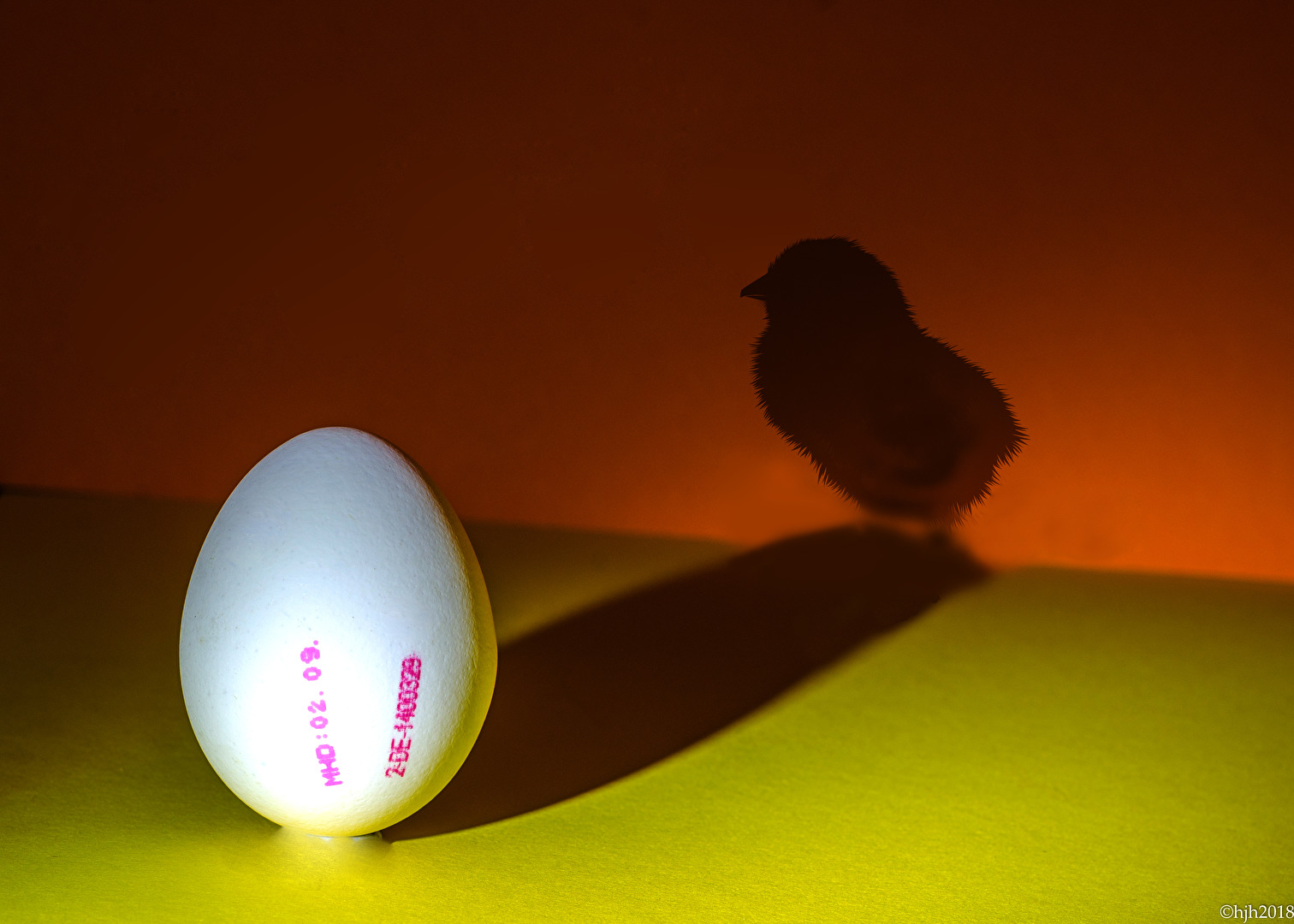 Rührei oder Adler  -  das ist hier die Frage