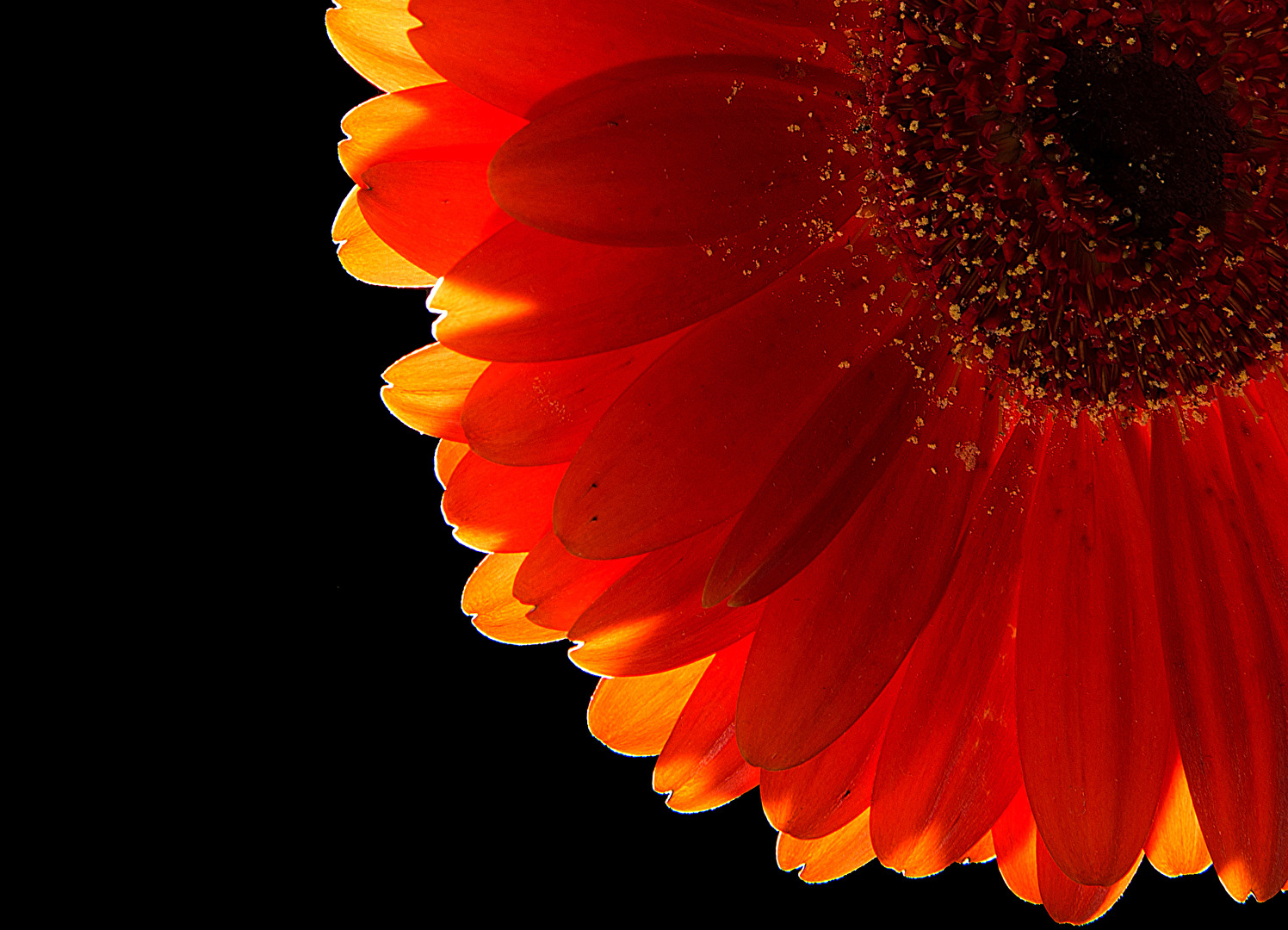 Gerbera Leuchten