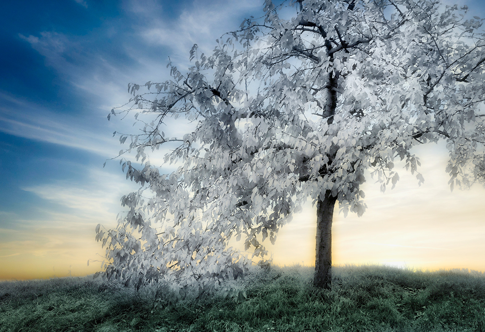 Der Märchenbaum