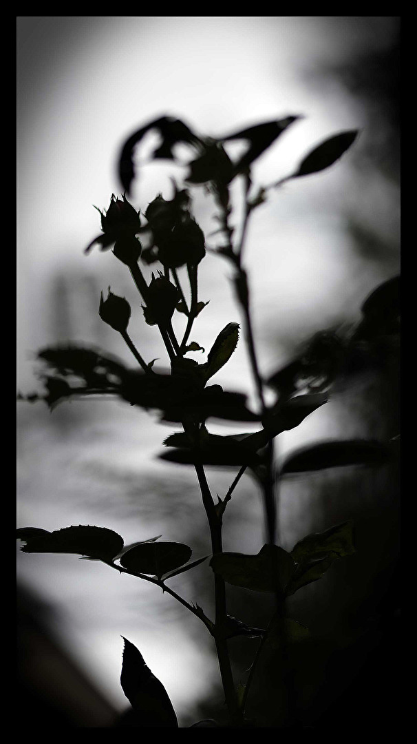 Licht und Schattenspiele