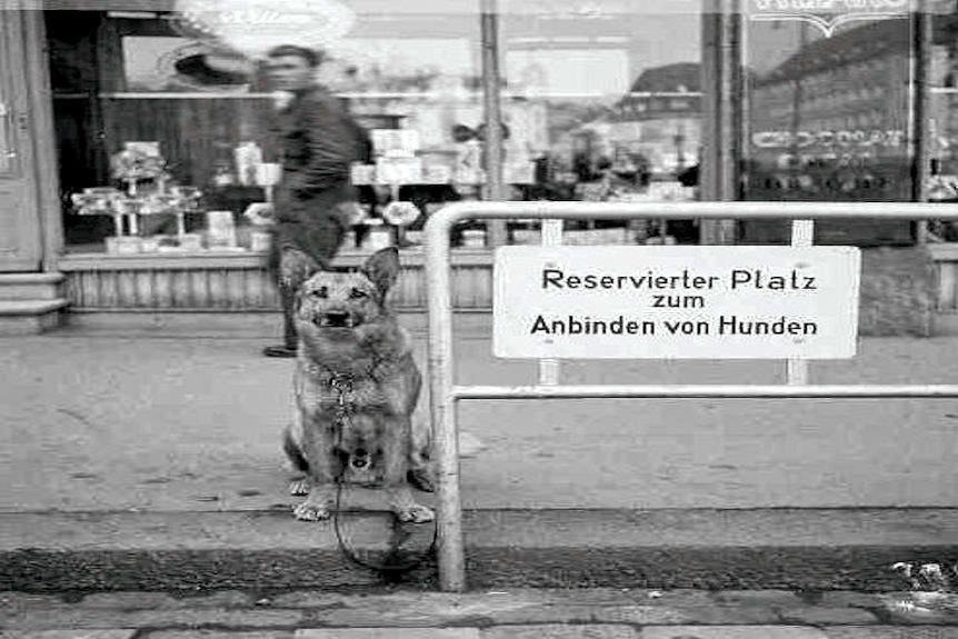 Hundeparkplatz