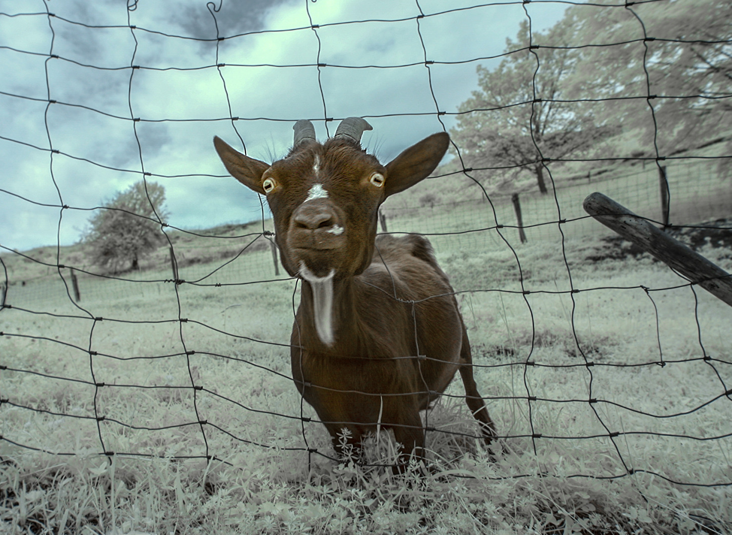 Bergziege /OBERAUDORF