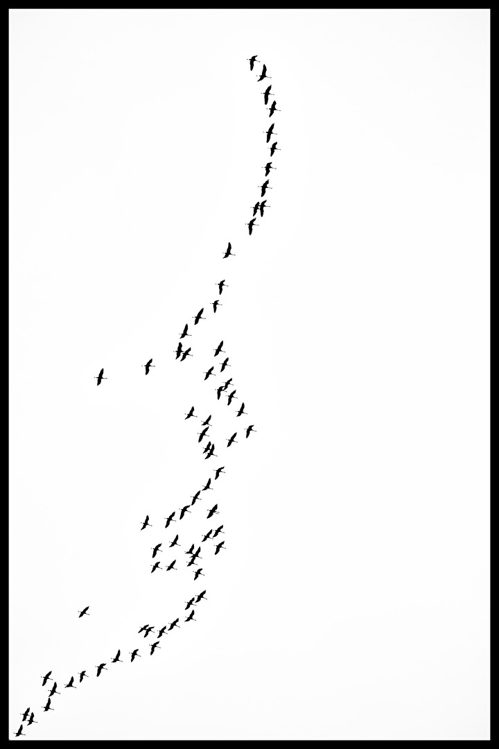 Heimflug