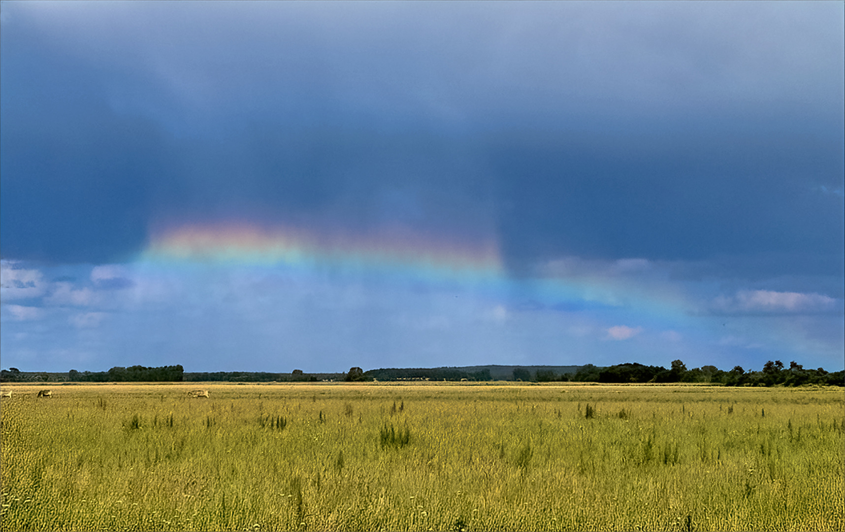 Zirkumhorizontalbogen