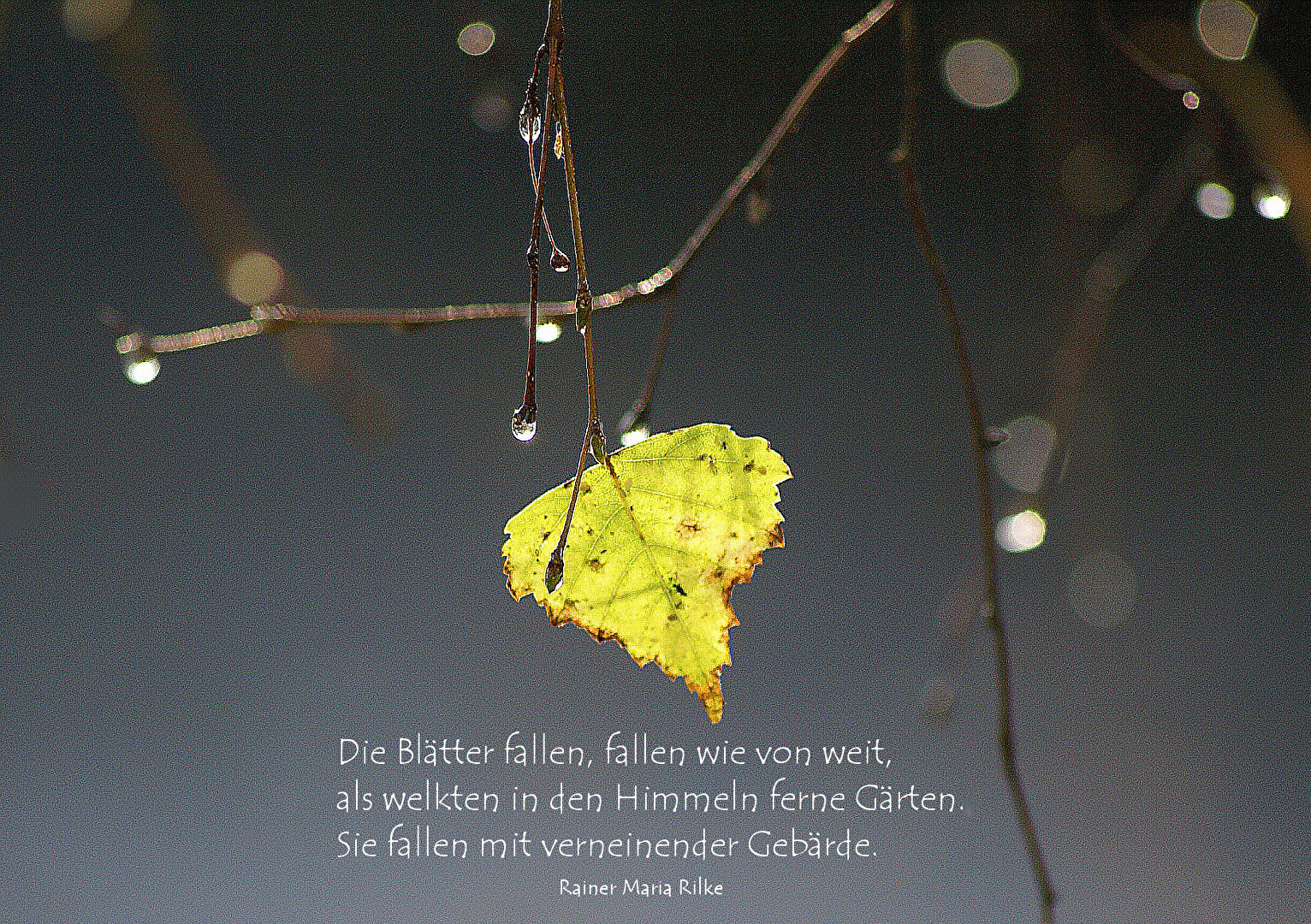 Die Blätter fallen...