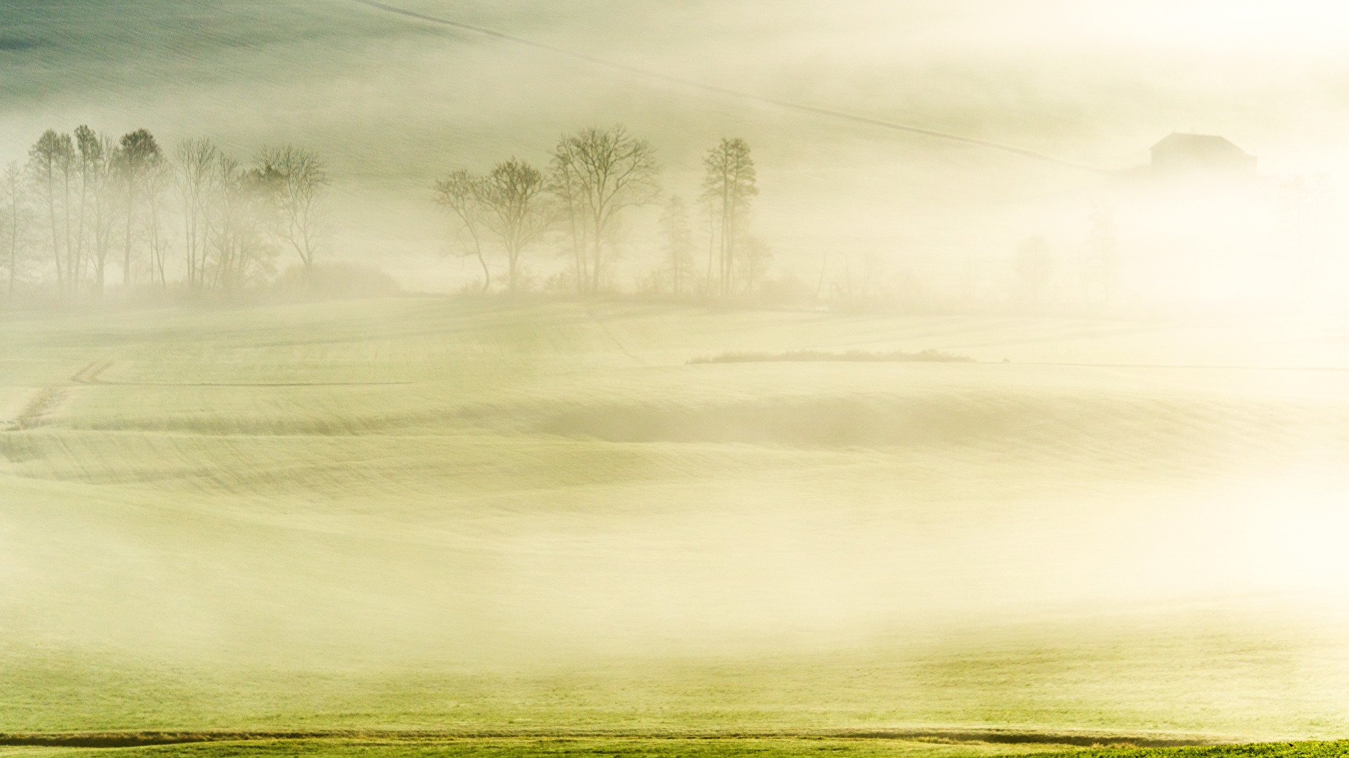 Frühnebel