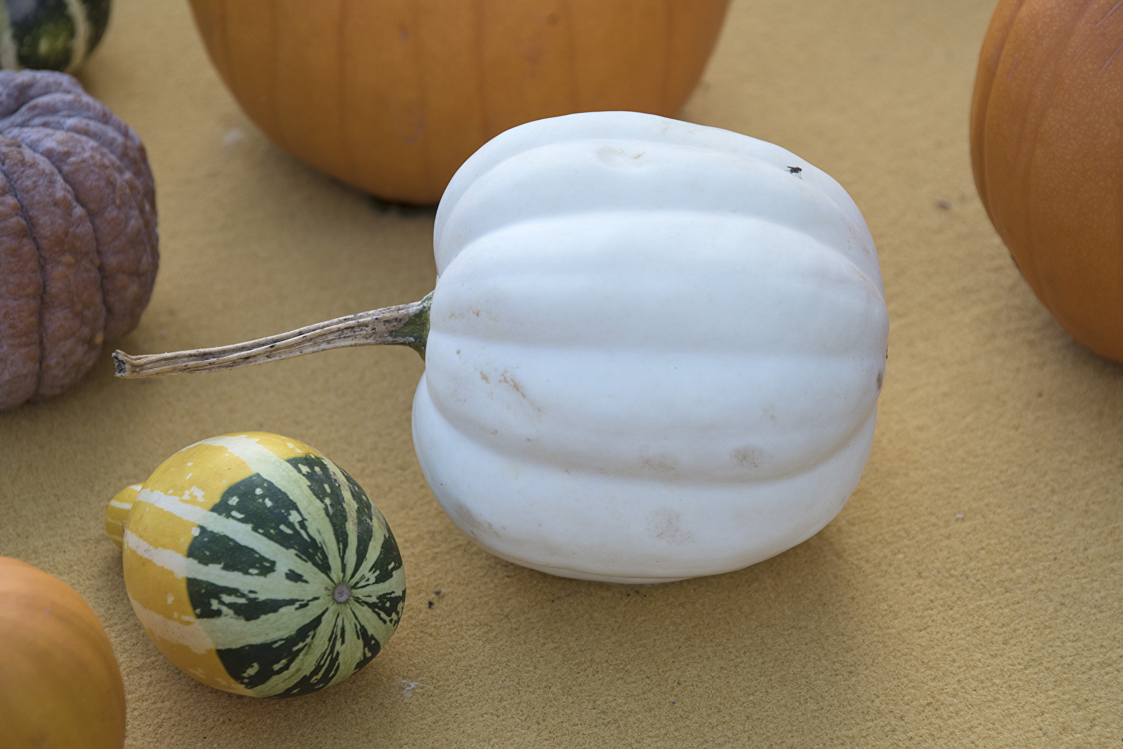 Herbstfrüchte Albino