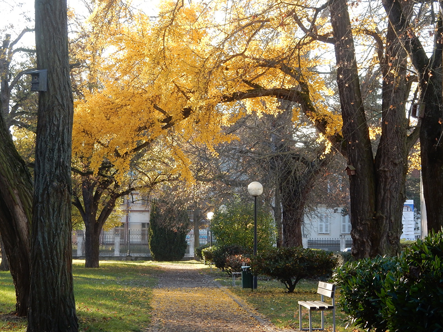 goldener Gingkozweig