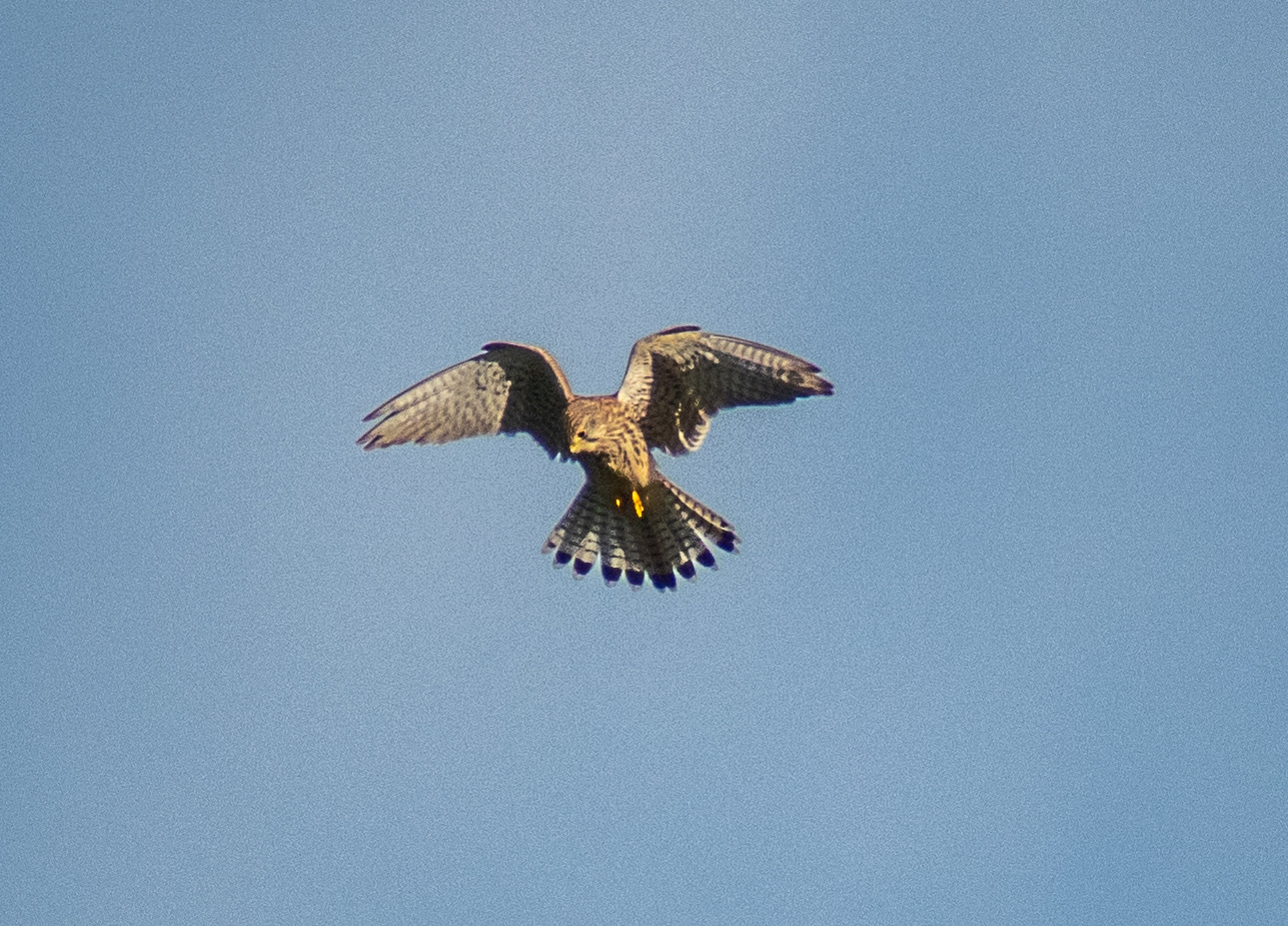 Falke auf Beutesuche