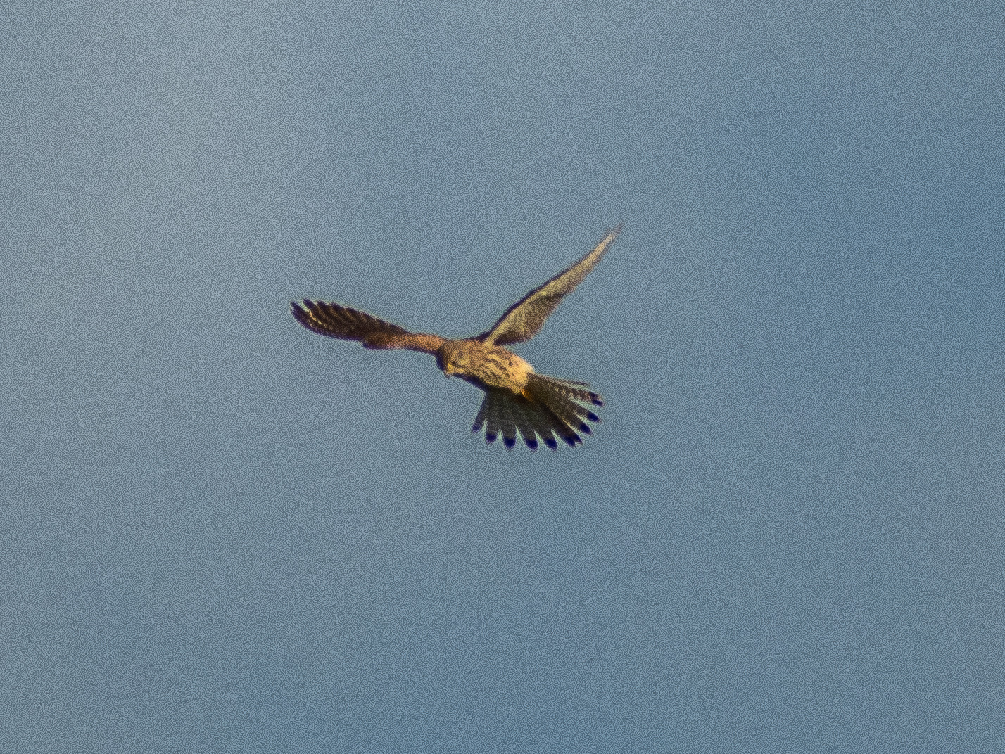 Falke auf Beutesuche