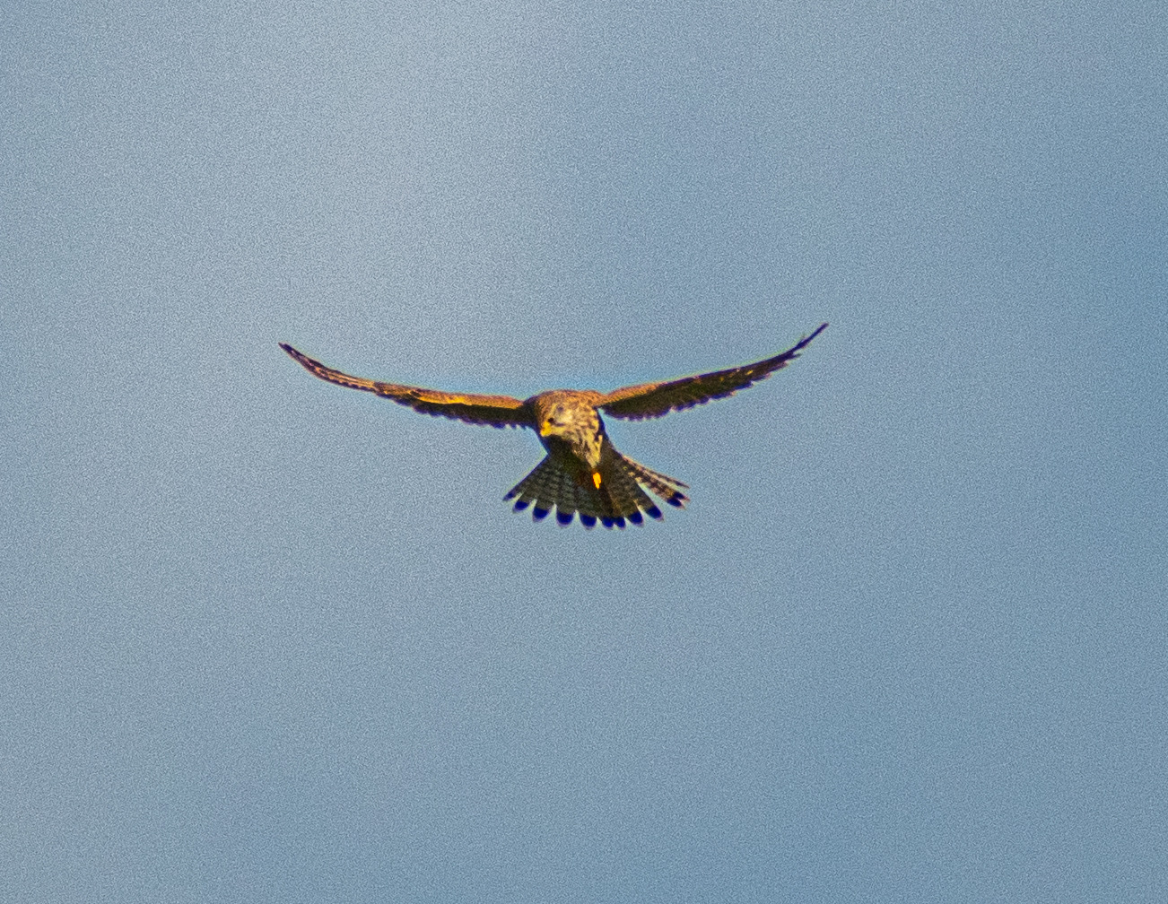 Falke auf Beutesuche