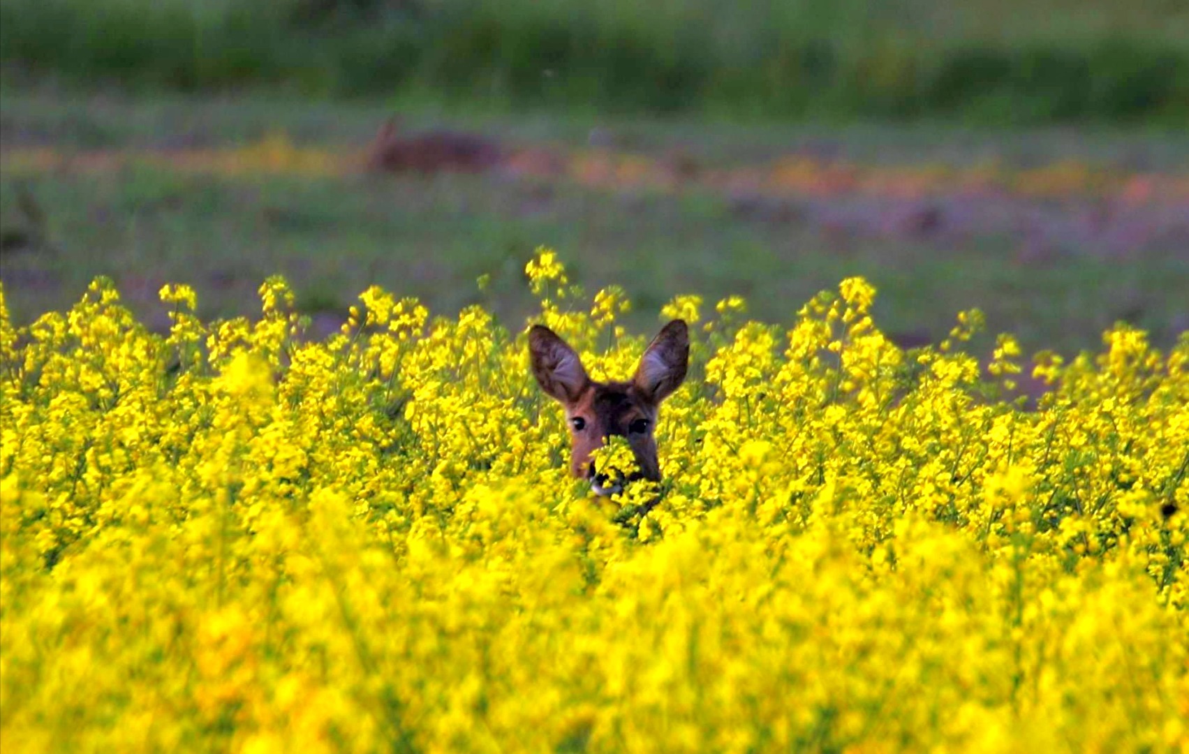 Tiere (allgemein)