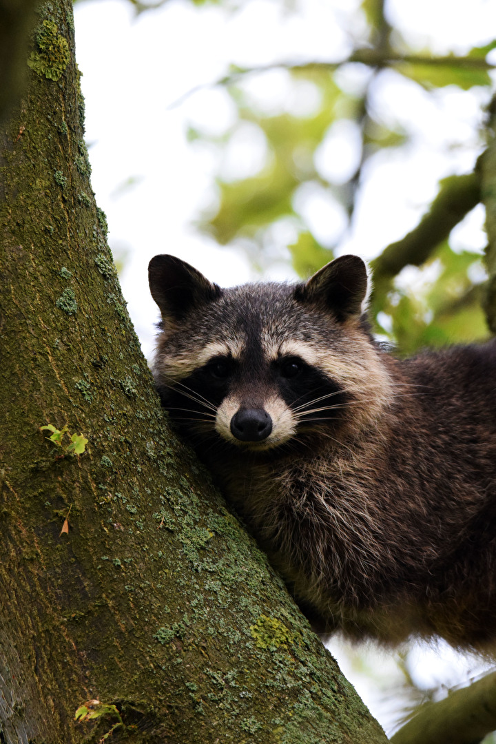 Tiere (allgemein)