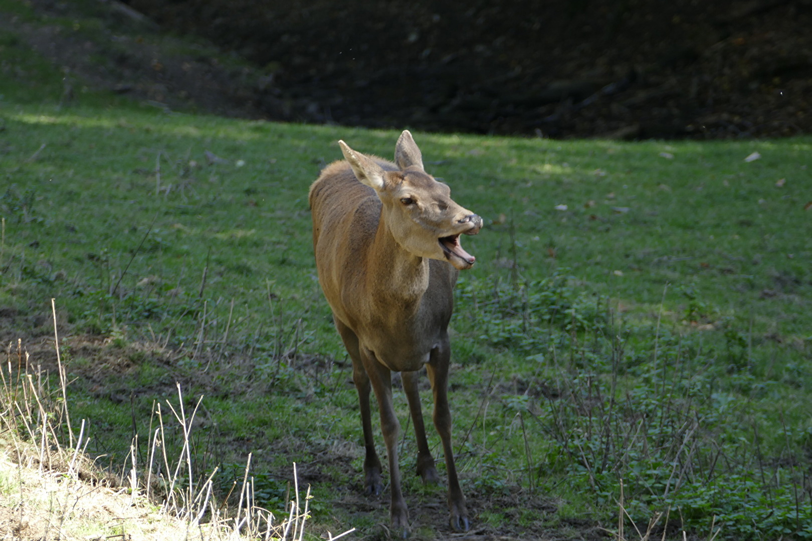 Tiere (allgemein)