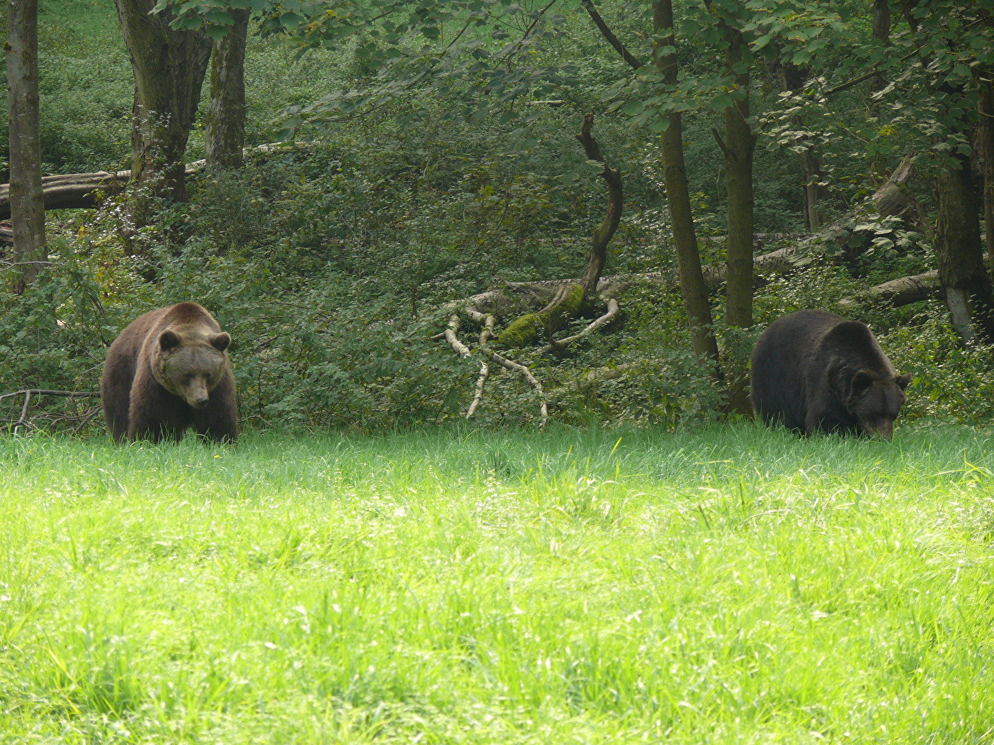 Tiere (allgemein)